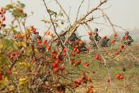 Реконструкция в Запорожье