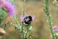 Александровский Лес