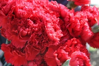 Авто-пробег