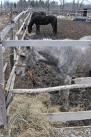 Поездка в конно-спортивный комплекс «Сармат»