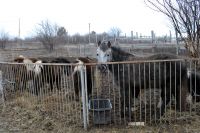 Поездка в конно-спортивный комплекс «Сармат»