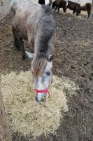 Поездка в конно-спортивный комплекс «Сармат»