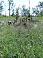 Поисковые работы