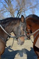 Военно-полевой сбор «Полигон»