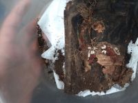 Поисковая вахта памяти «Кровь и слава Миуса»