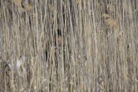 Военно-полевой сбор «Полигон»