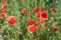 Поездка в рамках реализации проекта «География патриотического краеведения» Поездка в рамках реализации проекта «География патриотического краеведения»