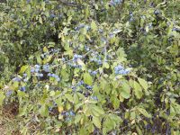 Поисковая экспедиция «Казачья слава Дона» Поисковая экспедиция «Казачья слава Дона»