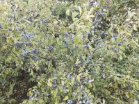 Поисковая экспедиция «Казачья слава Дона» Поисковая экспедиция «Казачья слава Дона»