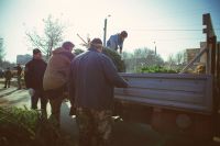 Посадка елей