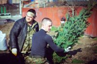 Посадка елей