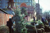 Посадка елей