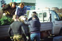 Посадка елей