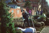 Посадка елей