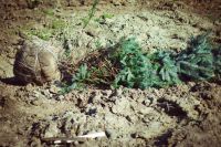 Посадка елей