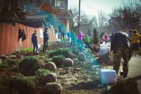 Посадка елей