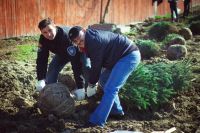 Посадка елей