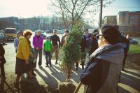 Посадка елей