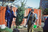 Посадка елей