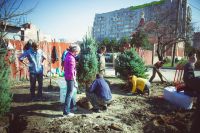 Посадка елей