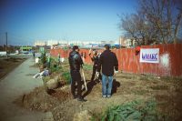 Посадка елей