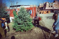 Посадка елей