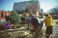 Посадка елей