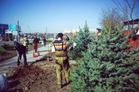 Посадка елей