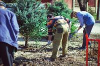 Посадка елей