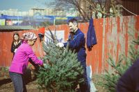 Посадка елей