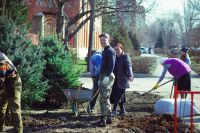 Посадка елей