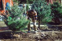 Посадка елей