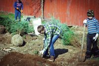 Посадка елей