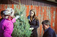 Посадка елей