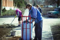 Посадка елей