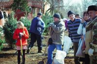 Посадка елей