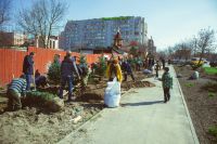 Посадка елей