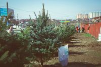 Посадка елей