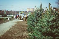 Посадка елей