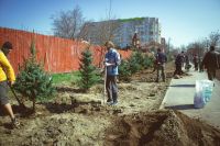 Посадка елей