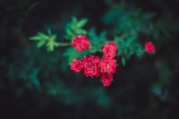 Краски лета у нас на приходе