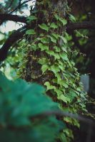 Краски лета у нас на приходе