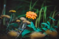 Краски лета у нас на приходе