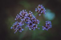 Краски лета у нас на приходе