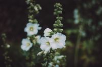 Краски лета у нас на приходе