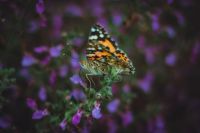 Краски лета у нас на приходе