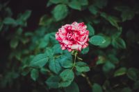 Краски лета у нас на приходе