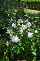 Краски лета у нас на приходе