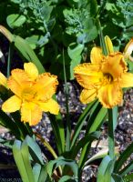 Краски лета у нас на приходе