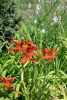 Краски лета у нас на приходе